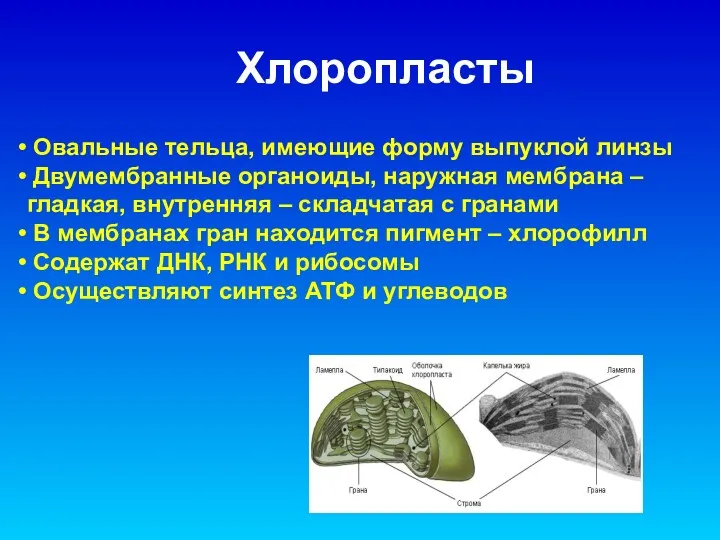 Овальные тельца, имеющие форму выпуклой линзы Двумембранные органоиды, наружная мембрана