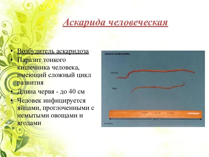 Аскарида человеческая Возбудитель аскаридоза Паразит тонкого кишечника человека, имеющий сложный