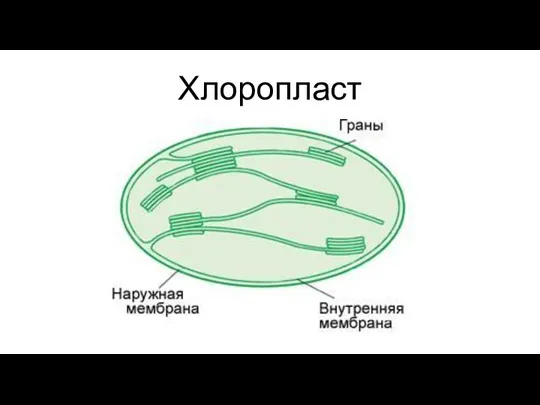 Хлоропласт