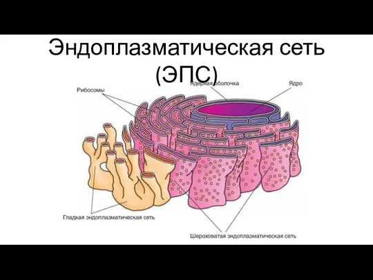 Эндоплазматическая сеть (ЭПС)