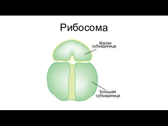 Рибосома