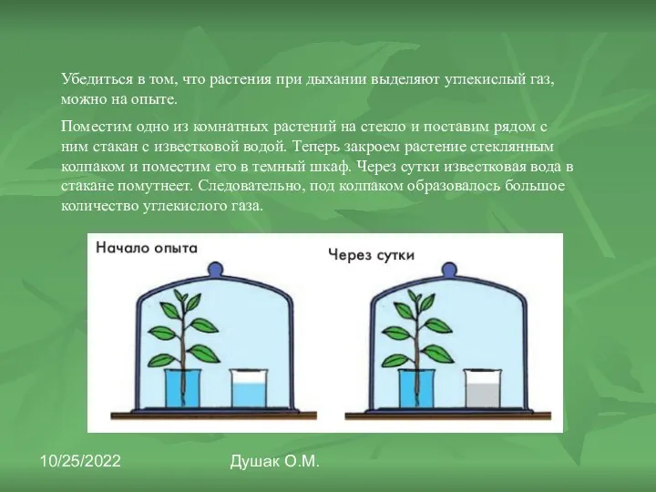 10/25/2022 Душак О.М. Убедиться в том, что растения при дыхании выделяют углекислый газ,