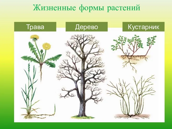 Жизненные формы растений Трава Дерево Кустарник