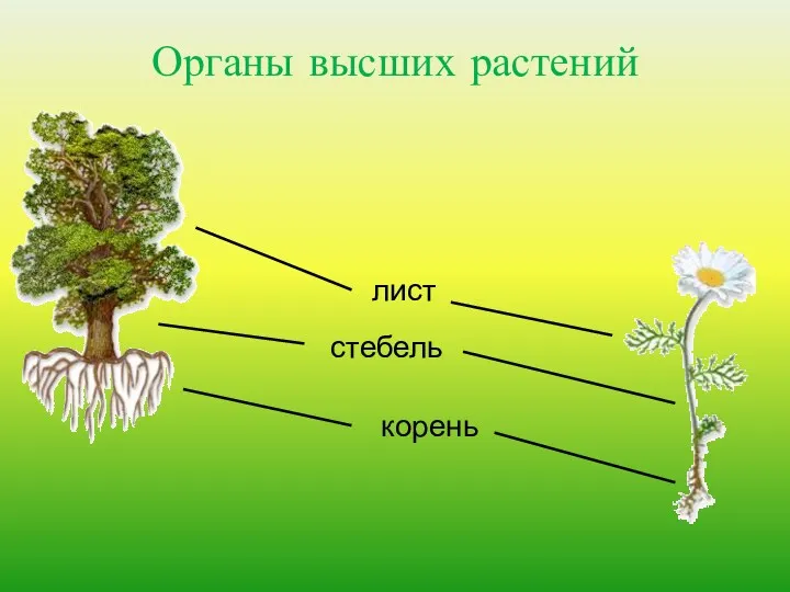 Органы высших растений
