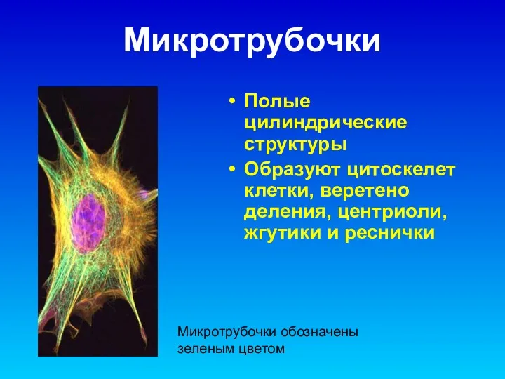 Микротрубочки Полые цилиндрические структуры Образуют цитоскелет клетки, веретено деления, центриоли,