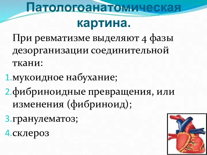 Патологоанатомическая картина. При ревматизме выделяют 4 фазы дезорганизации соединительной ткани: