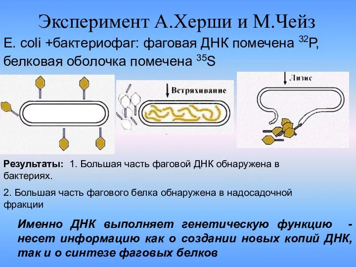 Эксперимент А.Херши и М.Чейз Именно ДНК выполняет генетическую функцию -