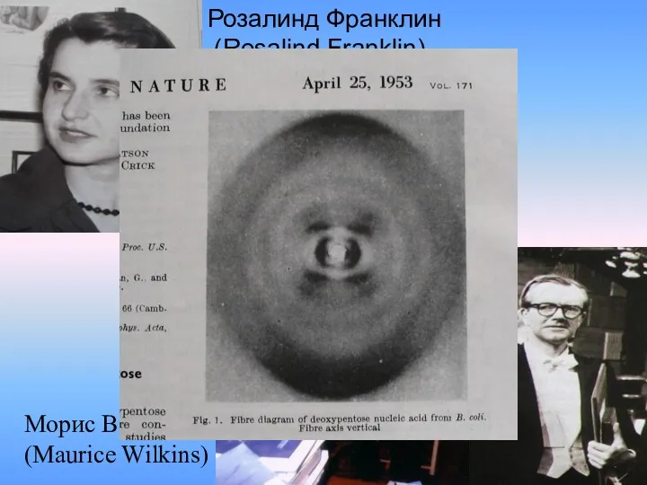 Розалинд Франклин (Rosalind Franklin) Морис Вилкинс (Maurice Wilkins)