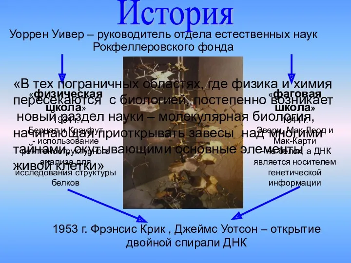 Уоррен Уивер – руководитель отдела естественных наук Рокфеллеровского фонда «физическая