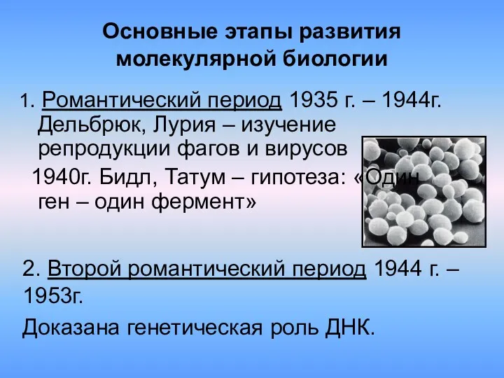 Основные этапы развития молекулярной биологии 2. Второй романтический период 1944