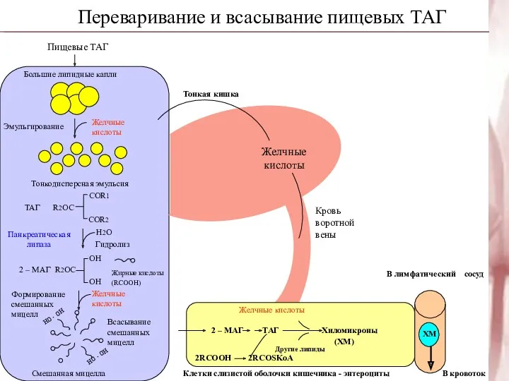 Переваривание и всасывание пищевых ТАГ Пищевые ТАГ Большие липидные капли