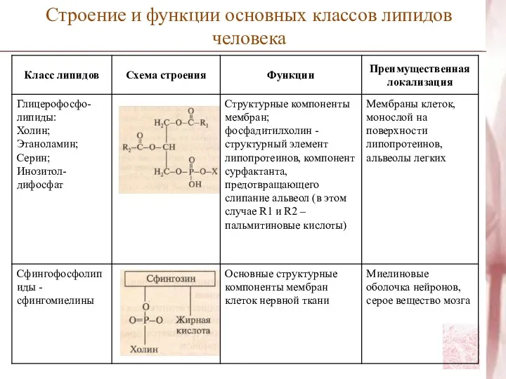 Строение и функции основных классов липидов человека