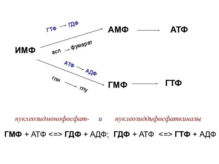 ИМФ АМФ АТФ ГМФ ГТФ ГТФ ГДФ асп фумарат АТФ