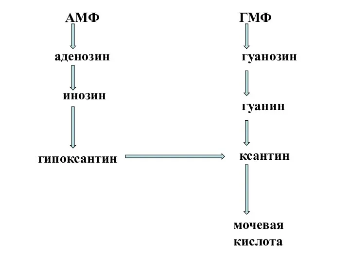 аденозин инозин гипоксантин ксантин мочевая кислота гуанин гуанозин АМФ ГМФ