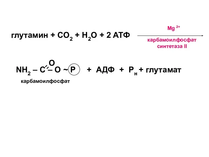 глутамин + CO2 + H2O + 2 ATФ NH2 –