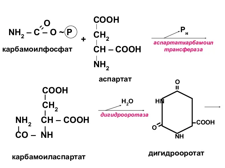 О карбамоилфосфат NH2 – C – O ~ P +