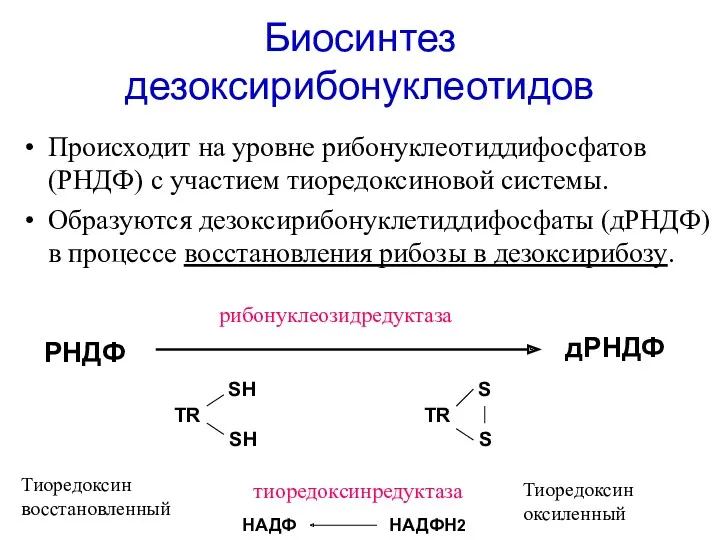 Биосинтез дезоксирибонуклеотидов Происходит на уровне рибонуклеотиддифосфатов (РНДФ) с участием тиоредоксиновой