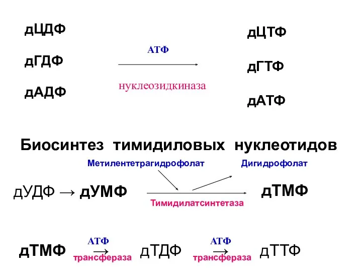 Биосинтез тимидиловых нуклеотидов дТМФ Дигидрофолат Тимидилатсинтетаза Метилентетрагидрофолат дЦДФ дГДФ дАДФ