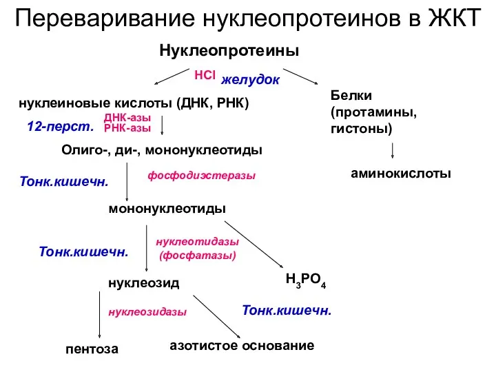 Нуклеопротеины нуклеиновые кислоты (ДНК, РНК) Белки (протамины, гистоны) аминокислоты ДНК-азы