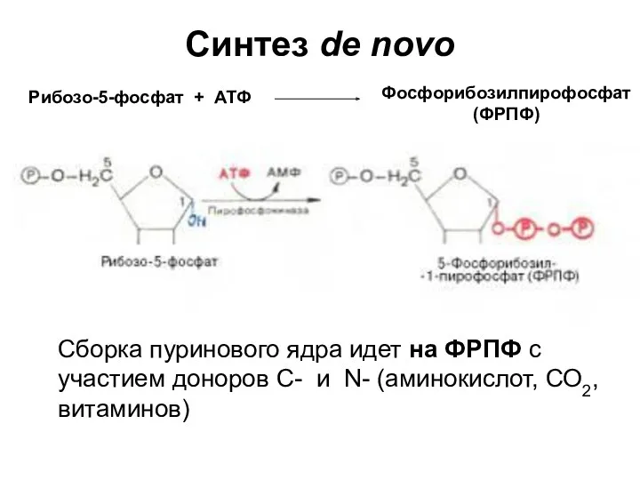 Синтез de novo Сборка пуринового ядра идет на ФРПФ с