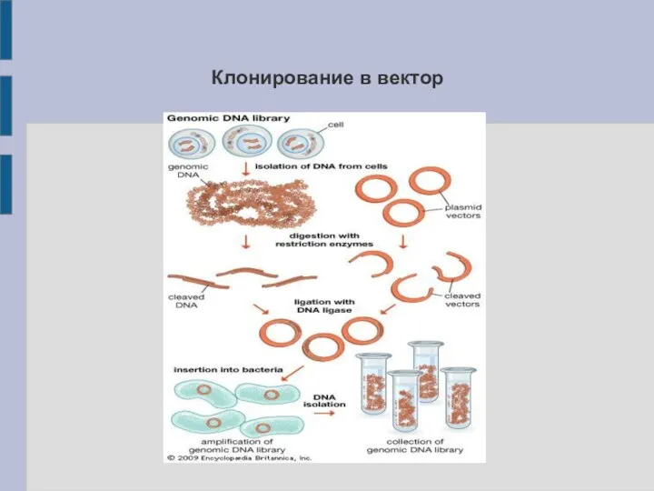 Клонирование в вектор