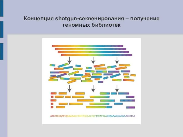 Концепция shotgun-секвенирования – получение геномных библиотек