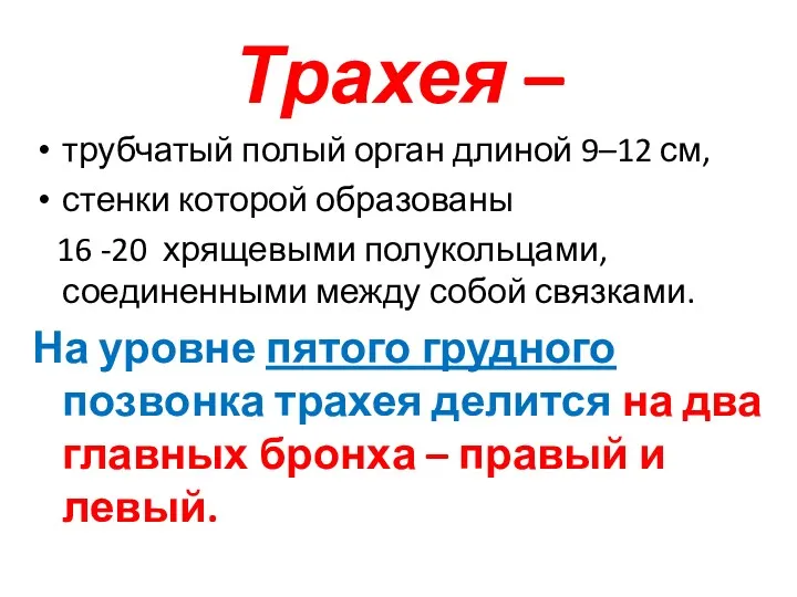 Трахея – трубчатый полый орган длиной 9–12 см, стенки которой