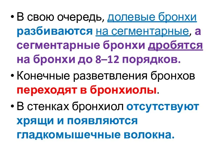 В свою очередь, долевые бронхи разбиваются на сегментарные, а сегментарные