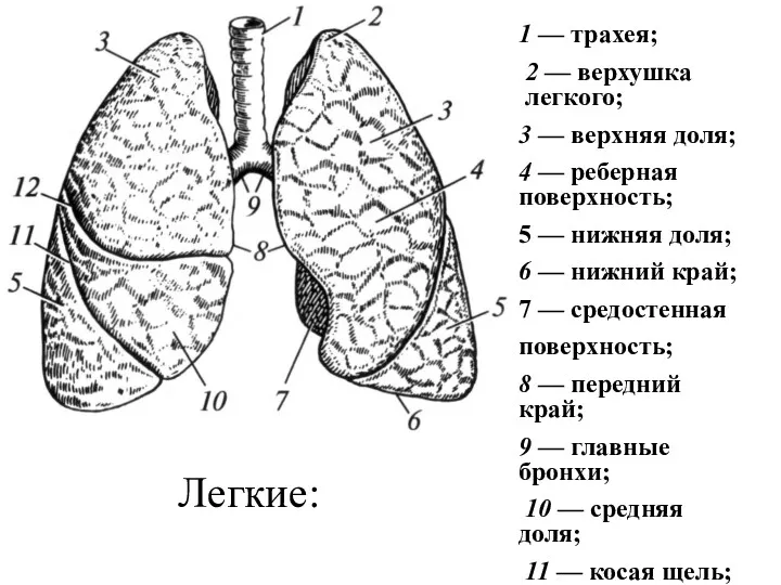 Легкие: