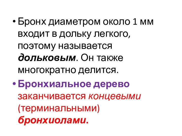 Бронх диаметром около 1 мм входит в дольку легкого, поэтому