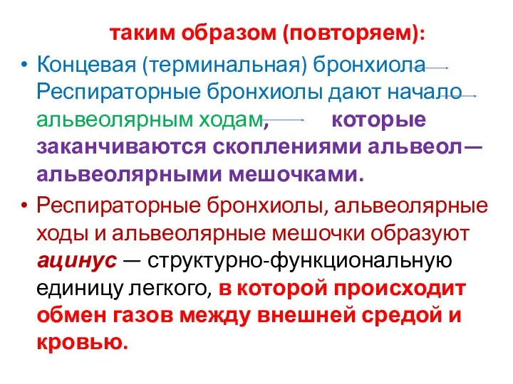 таким образом (повторяем): Концевая (терминальная) бронхиола Респираторные бронхиолы дают начало