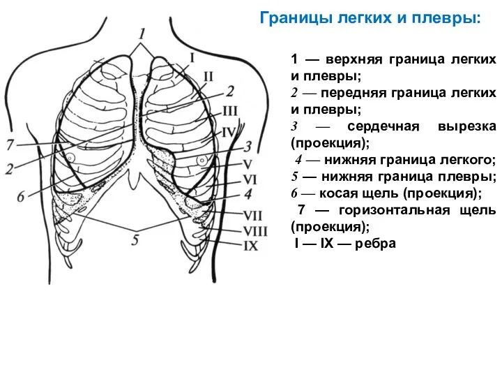 Границы легких и плевры: 1 — верхняя граница легких и