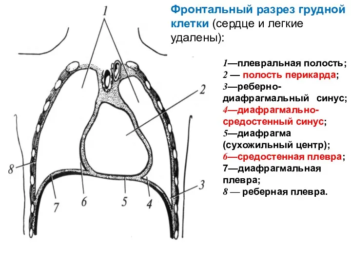 Фронтальный разрез грудной клетки (сердце и легкие удалены): 1—плевральная полость;