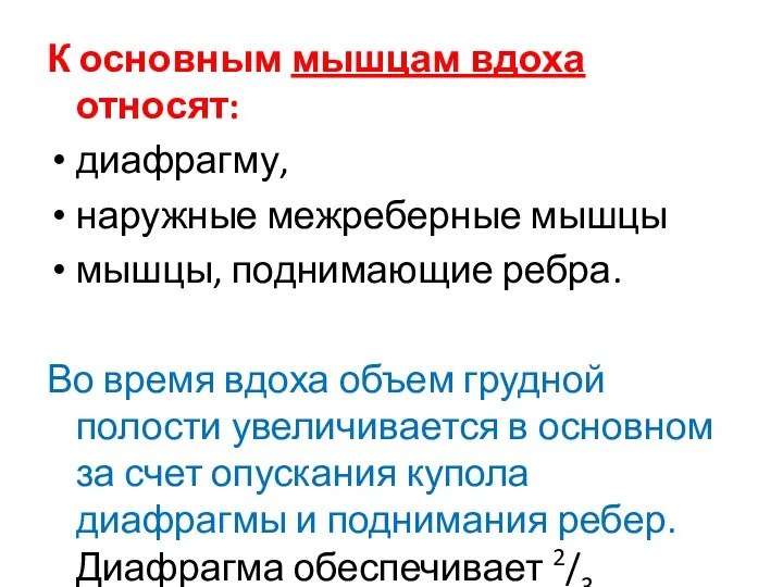 К основным мышцам вдоха относят: диафрагму, наружные межреберные мышцы мышцы,