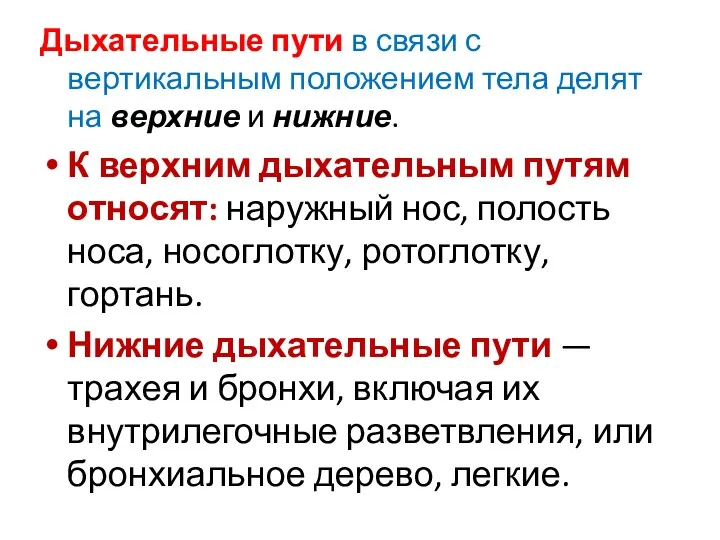 Дыхательные пути в связи с вертикальным положением тела делят на