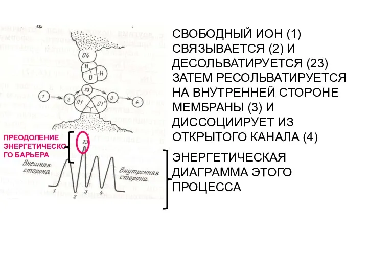 СВОБОДНЫЙ ИОН (1) СВЯЗЫВАЕТСЯ (2) И ДЕСОЛЬВАТИРУЕТСЯ (23) ЗАТЕМ РЕСОЛЬВАТИРУЕТСЯ НА ВНУТРЕННЕЙ СТОРОНЕ