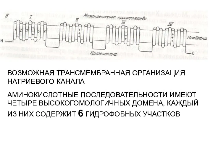 ВОЗМОЖНАЯ ТРАНСМЕМБРАННАЯ ОРГАНИЗАЦИЯ НАТРИЕВОГО КАНАЛА АМИНОКИСЛОТНЫЕ ПОСЛЕДОВАТЕЛЬНОСТИ ИМЕЮТ ЧЕТЫРЕ ВЫСОКОГОМОЛОГИЧНЫХ ДОМЕНА, КАЖДЫЙ ИЗ