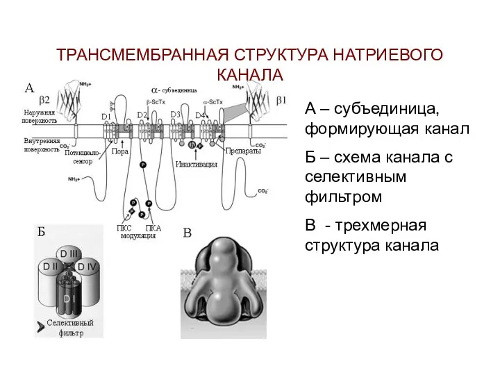 ТРАНСМЕМБРАННАЯ СТРУКТУРА НАТРИЕВОГО КАНАЛА А – субъединица, формирующая канал Б