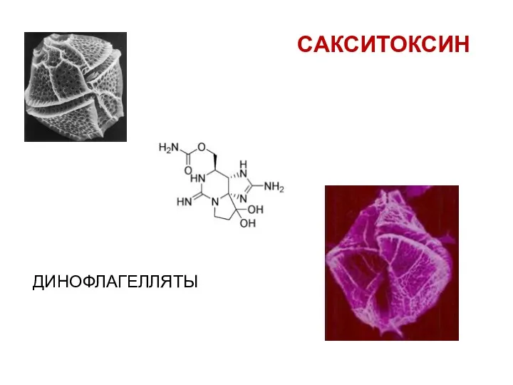 САКСИТОКСИН ДИНОФЛАГЕЛЛЯТЫ