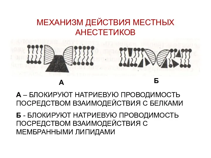 МЕХАНИЗМ ДЕЙСТВИЯ МЕСТНЫХ АНЕСТЕТИКОВ А – БЛОКИРУЮТ НАТРИЕВУЮ ПРОВОДИМОСТЬ ПОСРЕДСТВОМ ВЗАИМОДЕЙСТВИЯ С БЕЛКАМИ