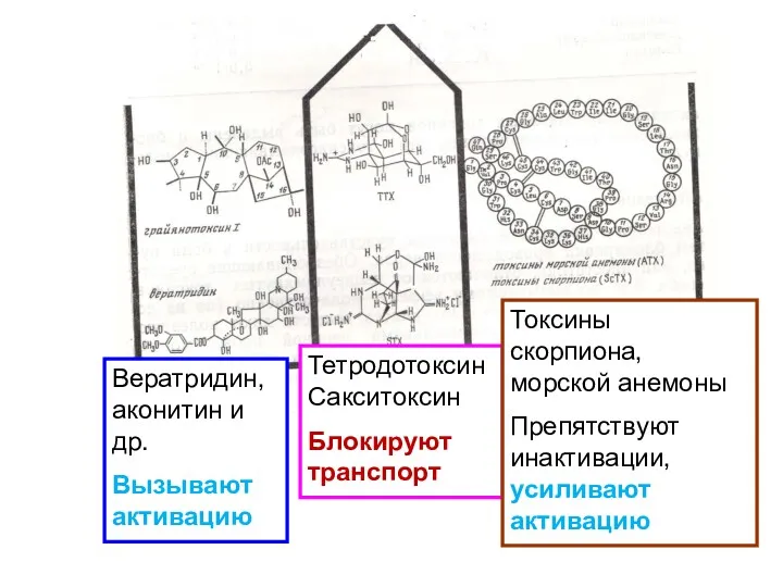 ТетродотоксинСакситоксин Блокируют транспорт Токсины скорпиона, морской анемоны Препятствуют инактивации, усиливают активацию Вератридин, аконитин