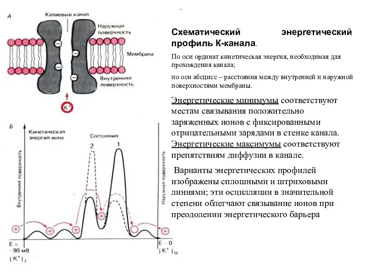 Схематический энергетический профиль К-канала. По оси ординат кинетическая энергия, необходимая для прохождения канала;