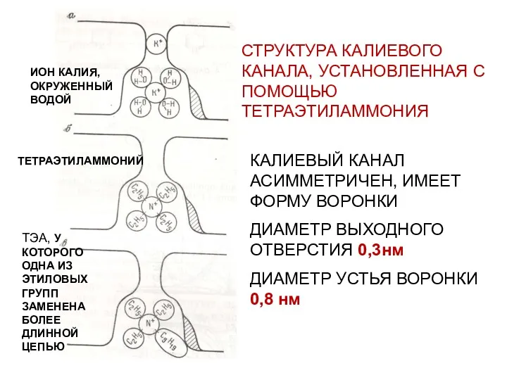 СТРУКТУРА КАЛИЕВОГО КАНАЛА, УСТАНОВЛЕННАЯ С ПОМОЩЬЮ ТЕТРАЭТИЛАММОНИЯ КАЛИЕВЫЙ КАНАЛ АСИММЕТРИЧЕН, ИМЕЕТ ФОРМУ ВОРОНКИ