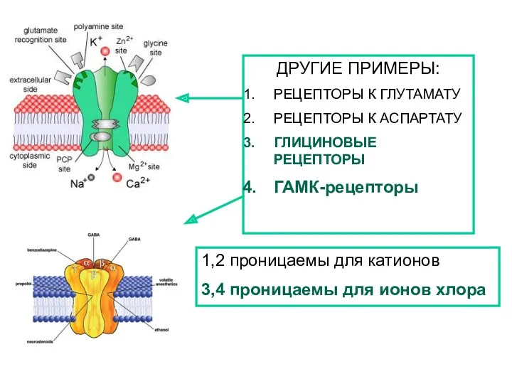 ДРУГИЕ ПРИМЕРЫ: РЕЦЕПТОРЫ К ГЛУТАМАТУ РЕЦЕПТОРЫ К АСПАРТАТУ ГЛИЦИНОВЫЕ РЕЦЕПТОРЫ ГАМК-рецепторы 1,2 проницаемы