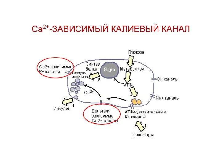 Са2+-ЗАВИСИМЫЙ КАЛИЕВЫЙ КАНАЛ