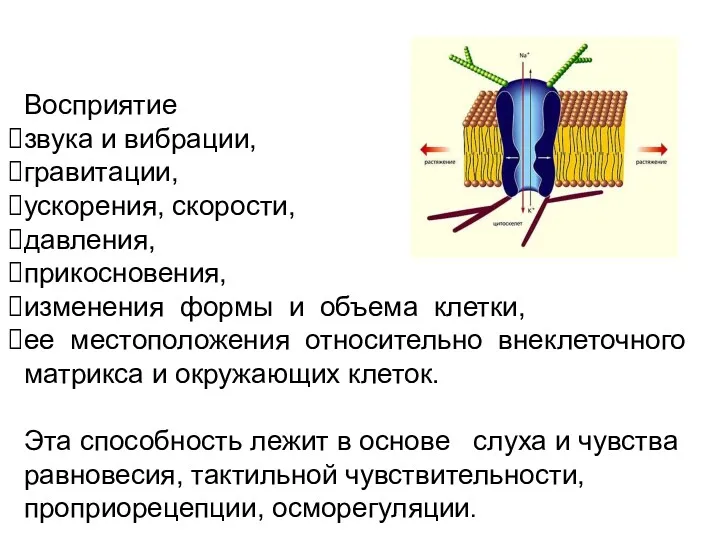 Восприятие звука и вибрации, гравитации, ускорения, скорости, давления, прикосновения, изменения