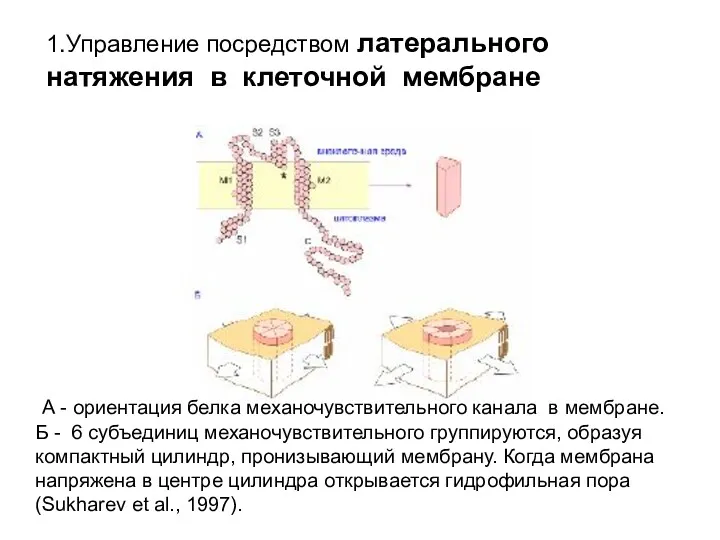 А - ориентация белка механочувствительного канала в мембране. Б - 6 субъединиц механочувствительного