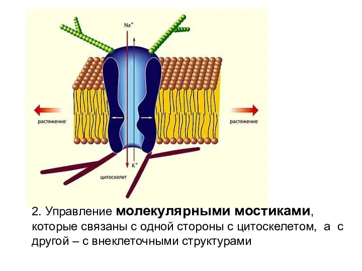 2. Управление молекулярными мостиками, которые связаны с одной стороны с цитоскелетом, а с