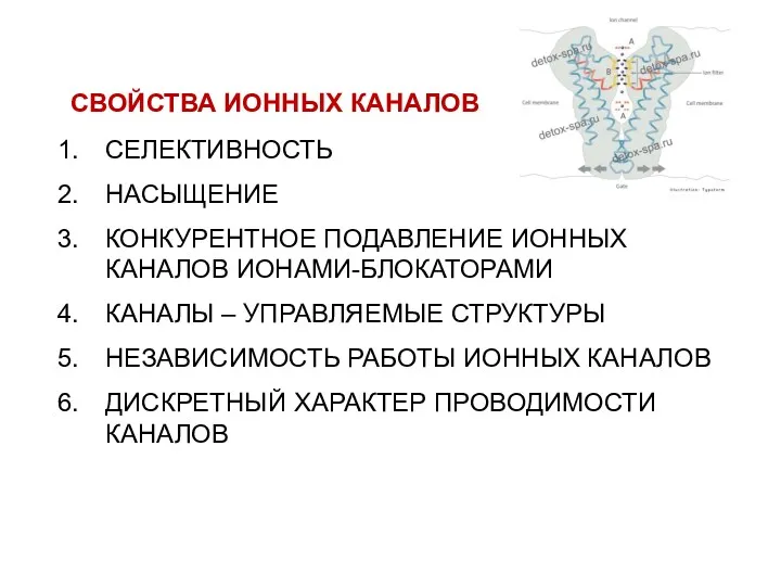 СВОЙСТВА ИОННЫХ КАНАЛОВ СЕЛЕКТИВНОСТЬ НАСЫЩЕНИЕ КОНКУРЕНТНОЕ ПОДАВЛЕНИЕ ИОННЫХ КАНАЛОВ ИОНАМИ-БЛОКАТОРАМИ