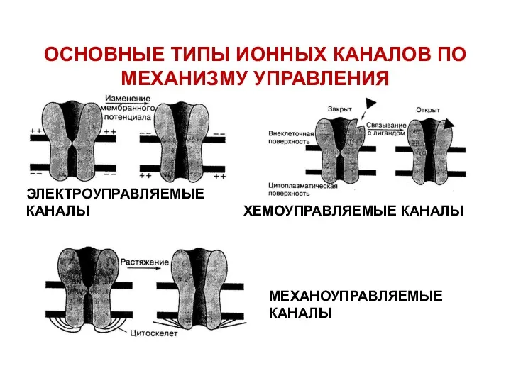 ОСНОВНЫЕ ТИПЫ ИОННЫХ КАНАЛОВ ПО МЕХАНИЗМУ УПРАВЛЕНИЯ ЭЛЕКТРОУПРАВЛЯЕМЫЕ КАНАЛЫ ХЕМОУПРАВЛЯЕМЫЕ КАНАЛЫ МЕХАНОУПРАВЛЯЕМЫЕ КАНАЛЫ